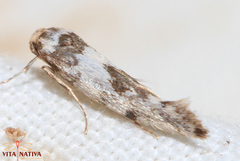 Enolmis acanthella