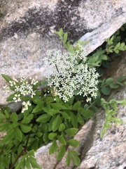 Ligusticum scothicum