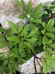 Ligusticum scothicum