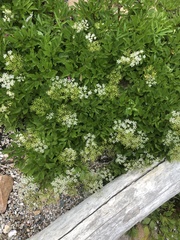 Ligusticum scothicum