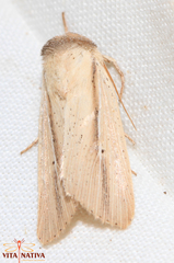 Mythimna prominens