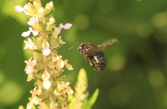Xylocopa tabaniformis pallidiventris