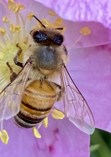 iNaturalist observation photo of Western Honey Bee