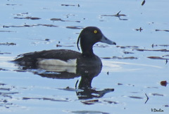 Aythya fuligula