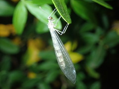 Gymnocnemia variegata
