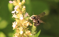 Xylocopa tabaniformis pallidiventris
