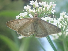 Anania fuscalis