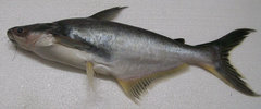 Basa Fish photo 2