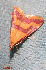 Pyrausta sanguinalis