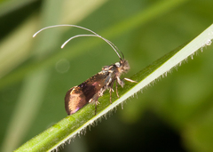 Nemophora fasciella
