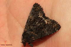 Catephia alchymista
