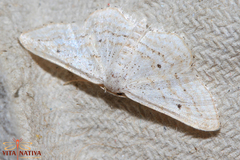 Idaea elongaria