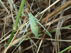 Acrometopa macropoda