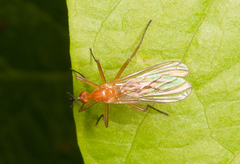 Empis lutea