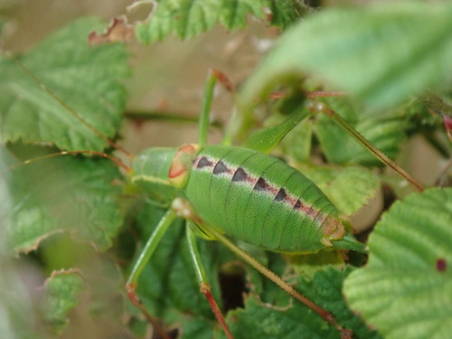 Riđonogi ljuskokrili konjic (Leptophyes laticauda)