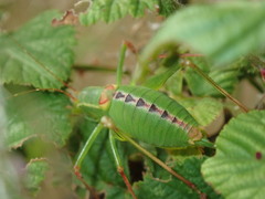Leptophyes laticauda