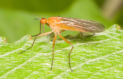 Empis lutea