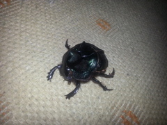 Coprophanaeus ensifer