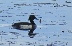 Aythya fuligula