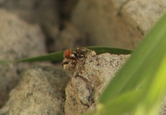 Habronattus forticulus
