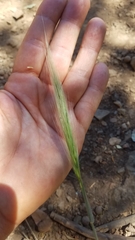 Elymus multisetus