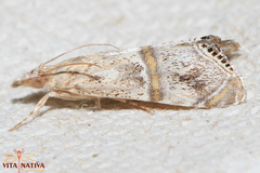 Euchromius gozmanyi