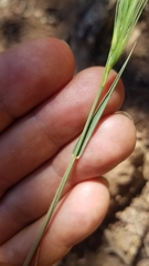 Elymus multisetus