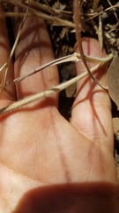 Elymus multisetus