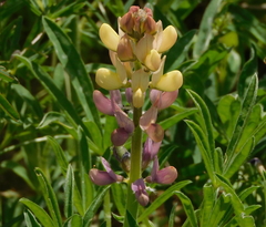 Lupinus gredensis