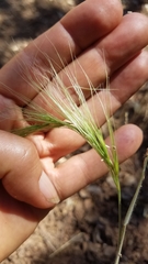Elymus multisetus