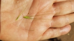 Elymus multisetus
