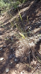 Elymus multisetus
