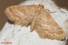 Idaea fractilineata