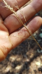 Poa howellii