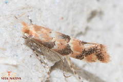 Phyllonorycter trifasciella