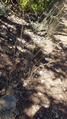 Poa howellii