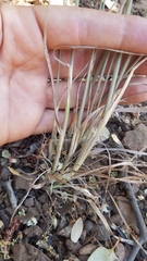 Poa howellii