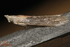 Epischnia illotella