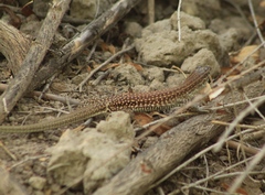 Aspidoscelis exsanguis