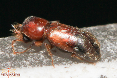 Scobicia chevrieri