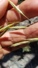 Bromus laevipes