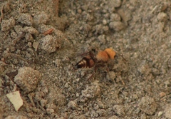 Dasymutilla snoworum