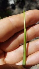 Bromus laevipes