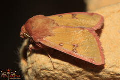 Heliothis incarnata
