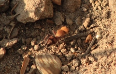 Dasymutilla snoworum