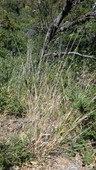 Bromus laevipes