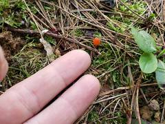 Hygrocybe subminiata