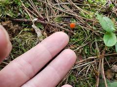 Hygrocybe subminiata