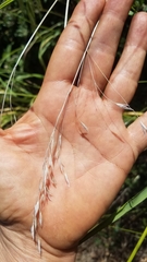 Bromus laevipes