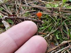 Hygrocybe subminiata